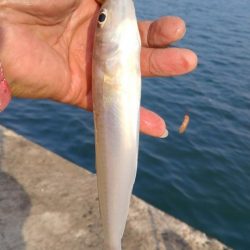 良型キスがアタリ始めました