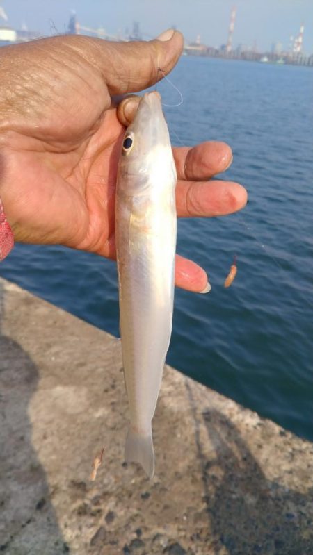 良型キスがアタリ始めました