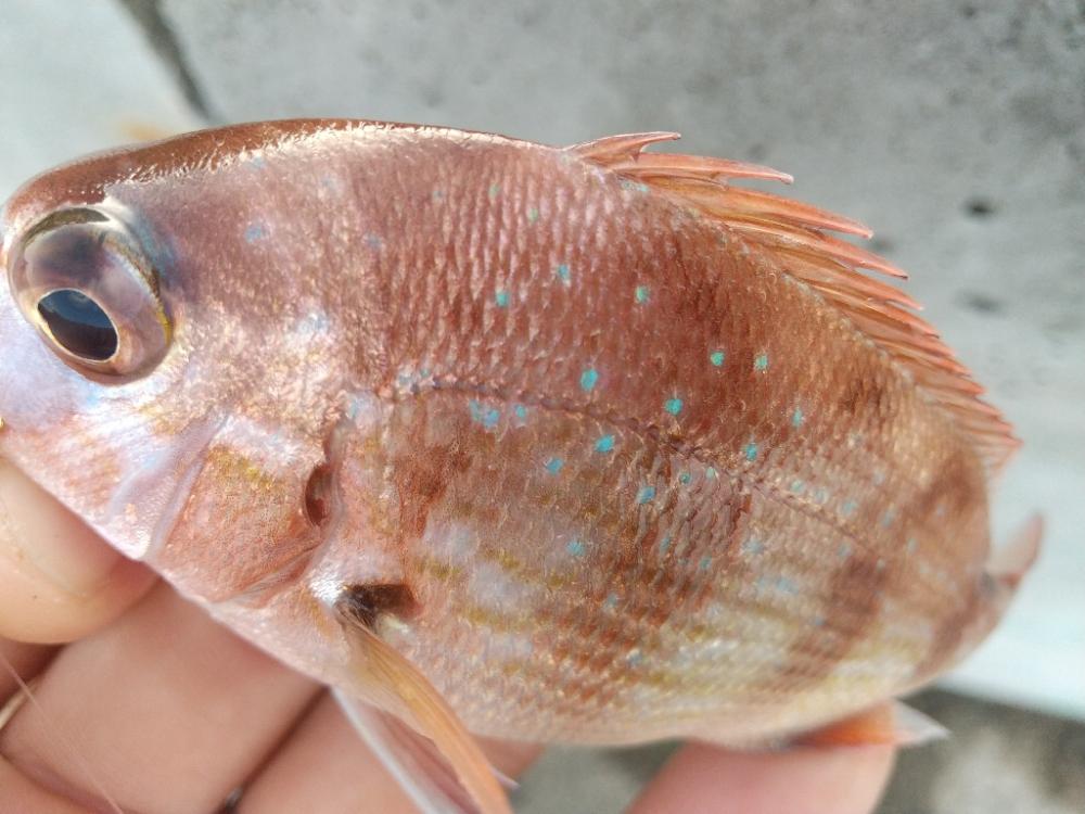 久しぶりの釣行