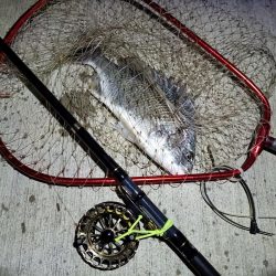 2023/10/28 南港ヘチ釣り釣行