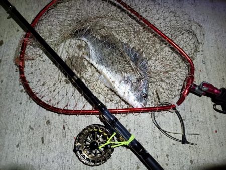 2023/10/28 南港ヘチ釣り釣行