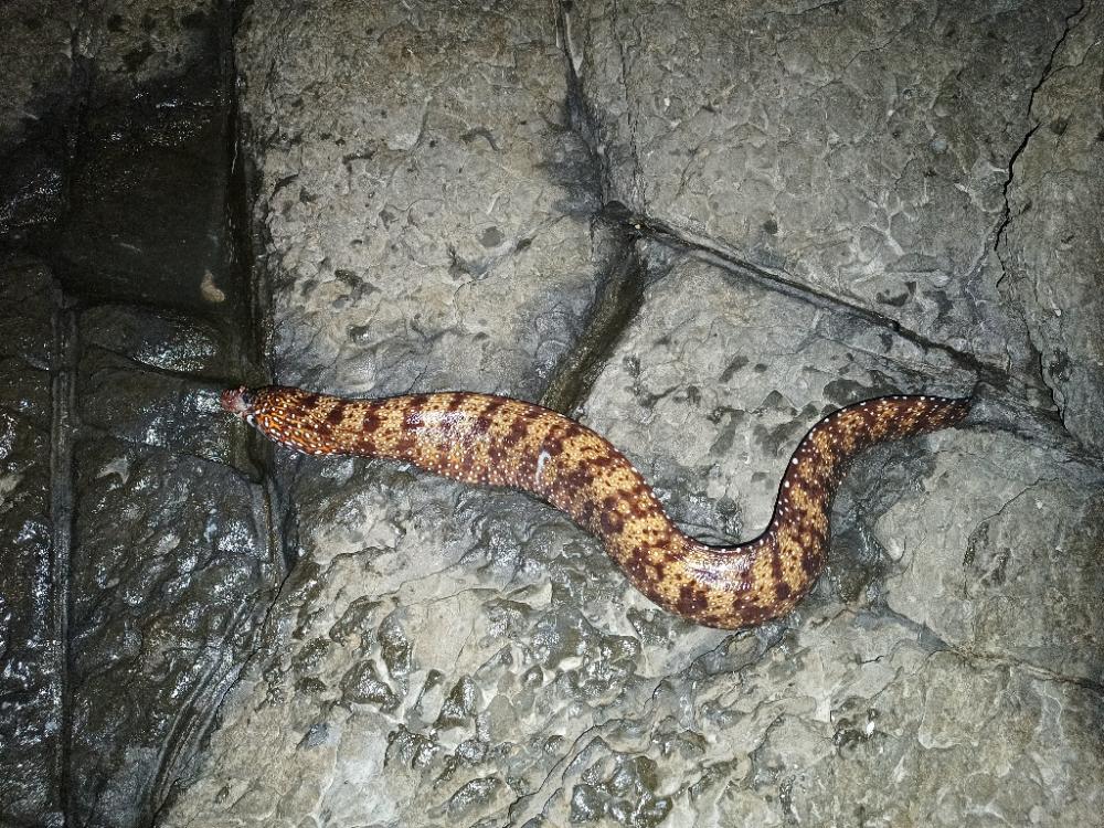 ウツボにキンギョ