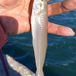 短い時合いを捉える事が出来ました