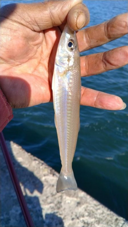 短い時合いを捉える事が出来ました