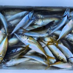 ファミリーフィッシング🎣