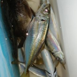 海水温と反比例