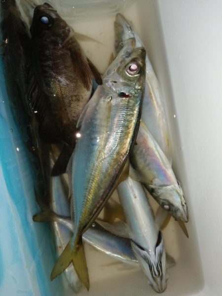 海水温と反比例