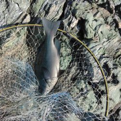 デカイマダイ・・・・