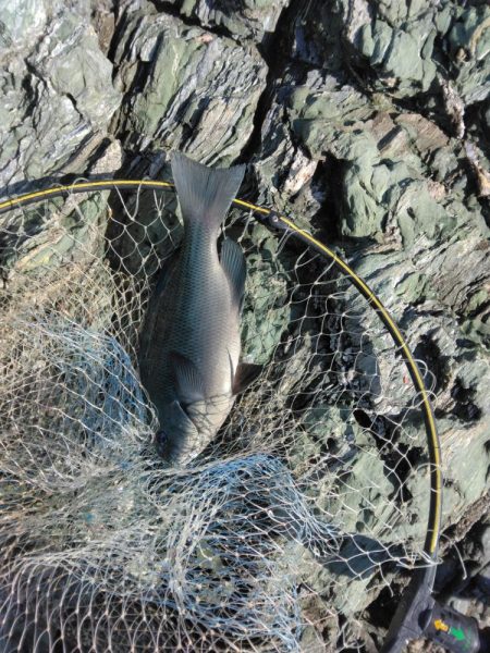 デカイマダイ・・・・