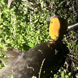 自作ルアーにて（ピーナッツ君）