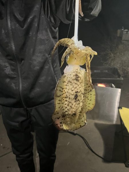 ヒイカ釣りのつもりが