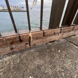 ウリボウフィーバー