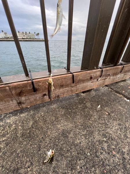 ウリボウフィーバー