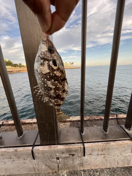 ウリボウだらけ〜秋後半の海〜