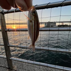 ウリボウだらけ