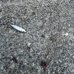 サビキ終わりかけ