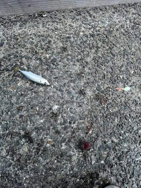 サビキ終わりかけ