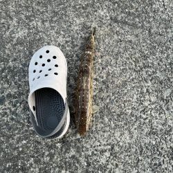 激渋〜カマボコの素〜