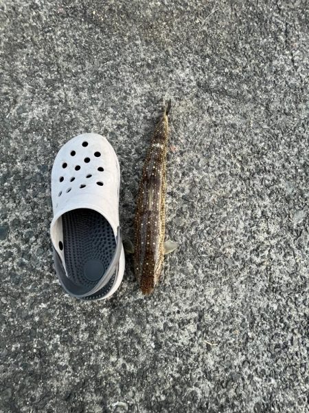 激渋〜カマボコの素〜