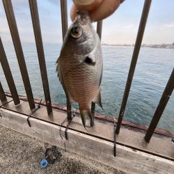 サビキが渋い時期