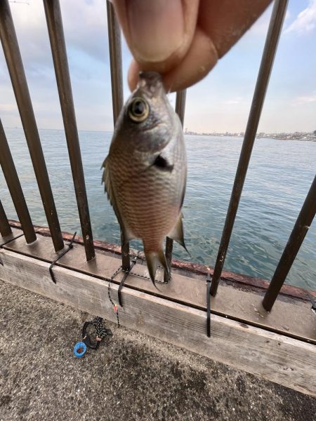 サビキが渋い時期