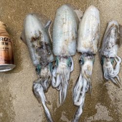 今年は少ないねん