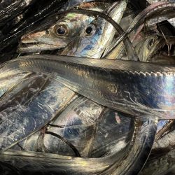 タチウオも大サバもよく釣れました