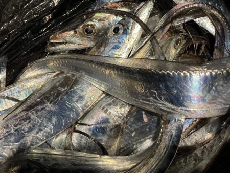 タチウオも大サバもよく釣れました