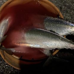 大サバ祭り！！