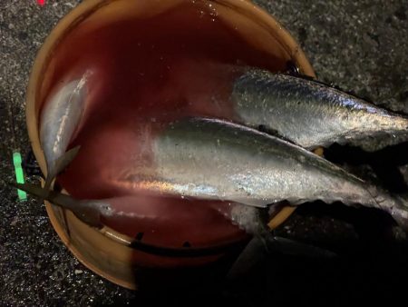 大サバ祭り！！