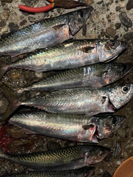 タチウオ、大サバよく釣れた！