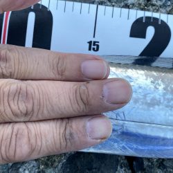 太刀魚居ました