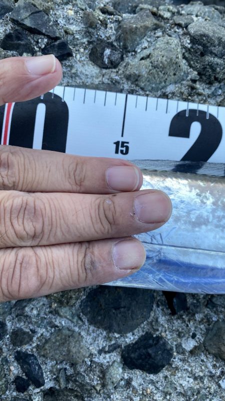 太刀魚居ました