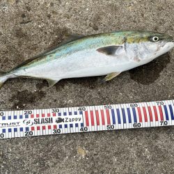 今年初青物NICE!!