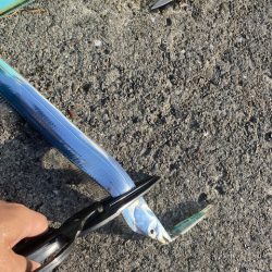 強風の中のタチウオ