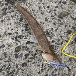 まさかのマゴチ