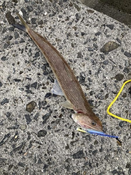 まさかのマゴチ