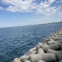 3年ぶりのサゴシ