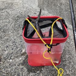 日本海のサゴシ！