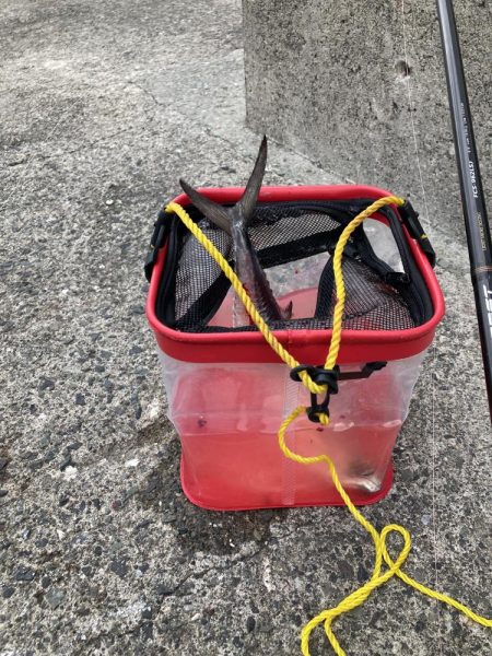 日本海のサゴシ！