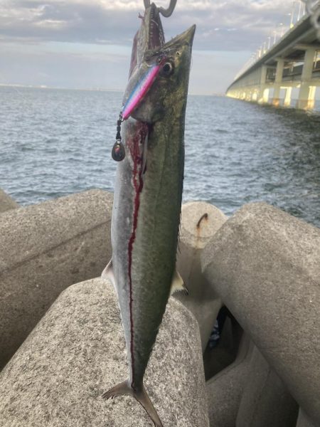 ライトショアジギング