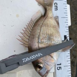 やっぱりPEは感度が良い