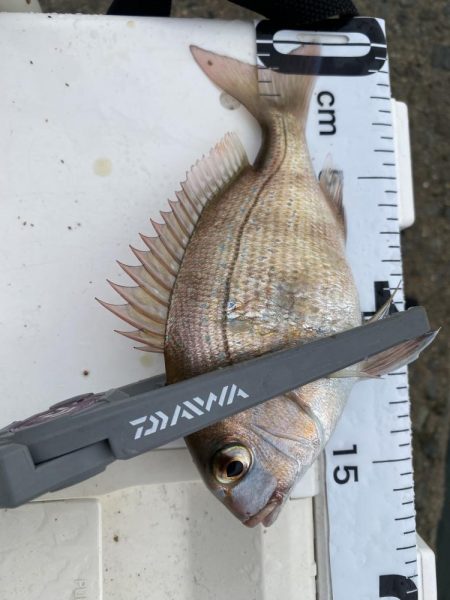 やっぱりPEは感度が良い