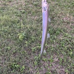 ラッキー太刀魚