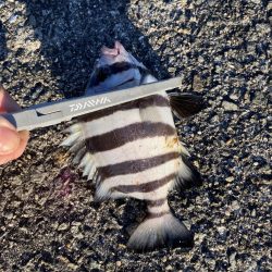 日の出渡船でカワハギ狙い