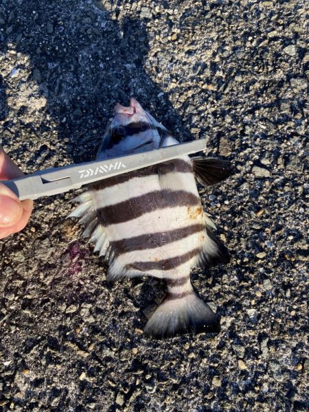 日の出渡船でカワハギ狙い