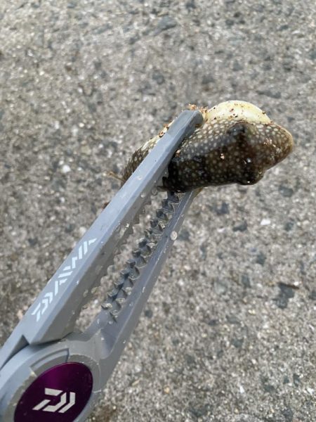 カワハギを求めて