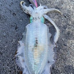 2023 佐渡ヶ島エギング 21回目【10月1日】