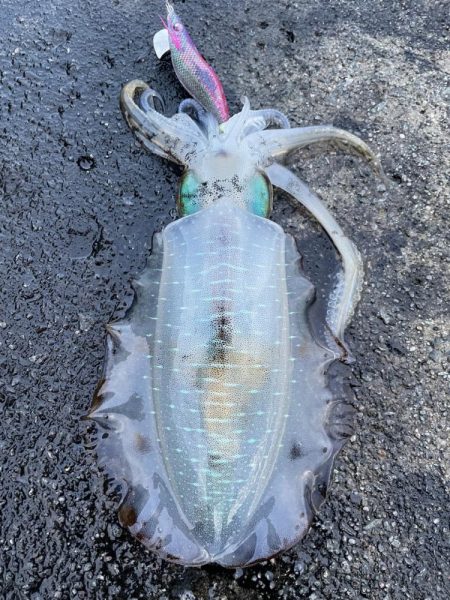 2023 佐渡ヶ島エギング 21回目【10月1日】