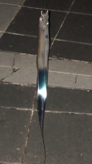 タチウオ小さい